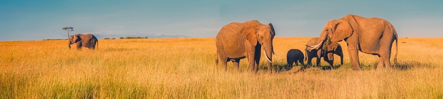 Elegant Güney Afrika’da 4 Ülke & Victoria Şelalesi Türk Hava Yolları ile 8 Gece