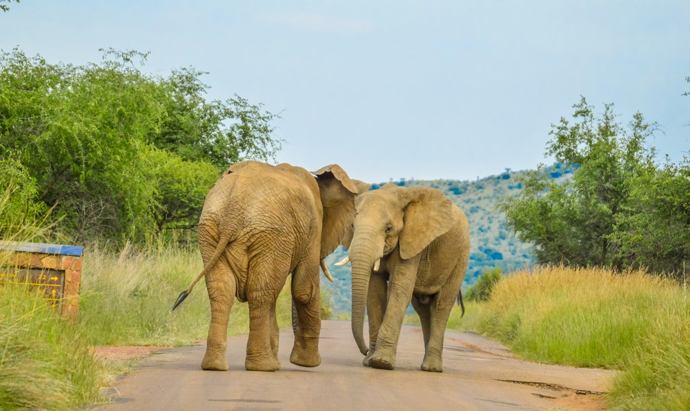 Görkemli Güney Afrika Ve Safari 7 Gece - Thy Ile 18 Ocak (Sömestr Özel)