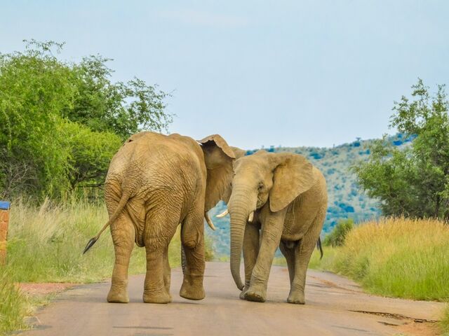 Görkemli Güney Afrika Ve Safari 7 Gece - Thy İle 30 Mart (Ramazan Bayramı Özel)