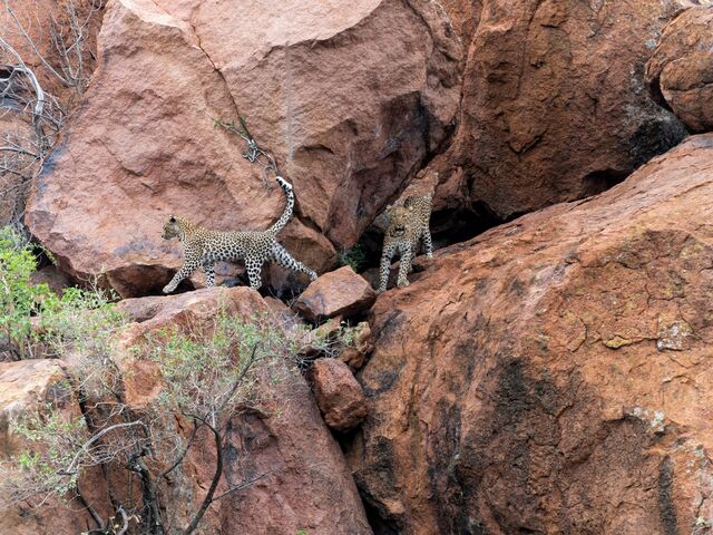 Görkemli Güney Afrika Ve Safari 7 Gece - Thy Ile 18 Ocak (Sömestr Özel) *