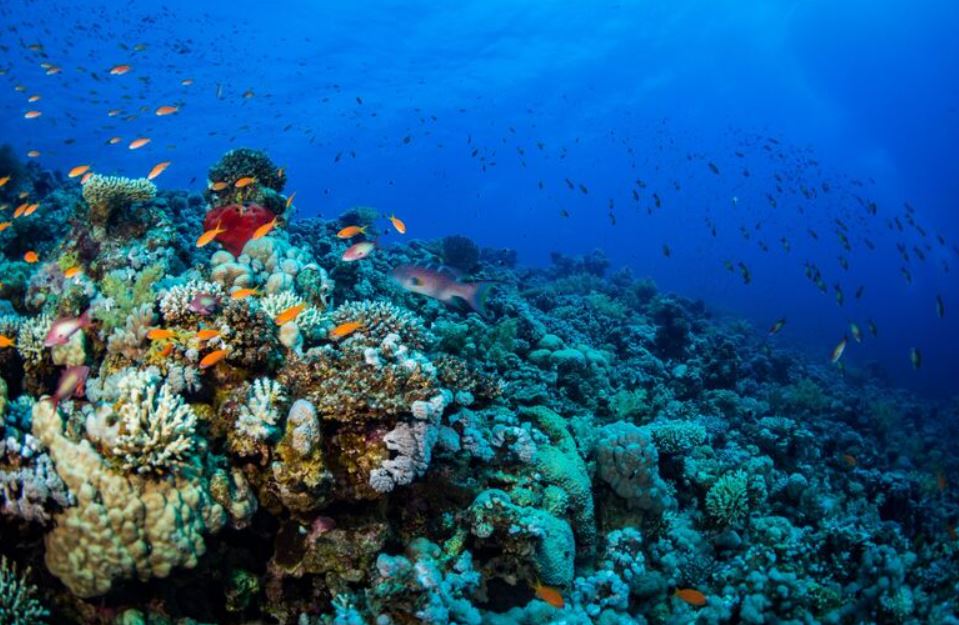 Promosyon Sharm El Sheikh Turu Ajet ile 4 Gece Transfer Saatine Kadar Otel Kullanımlı