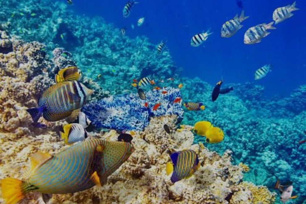 Sharm El Sheikh Turu Sömestir Özel Türk Havayolları ile 4 Gece 5 Gün (24-28 Ocak)