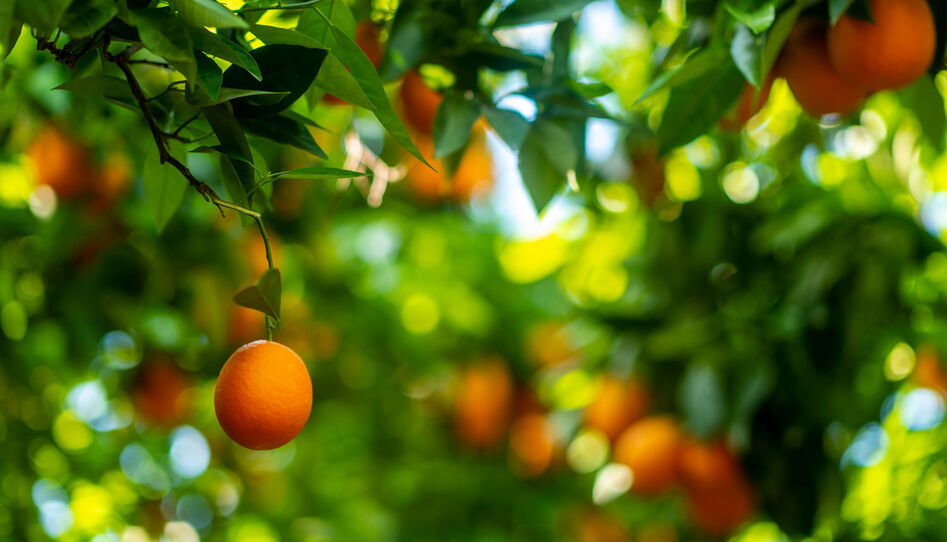 Kıbrıs Kültür Turu (İstanbul Havaalanı Kalkış) 3 Gece 4 Gün Kış Dönemi