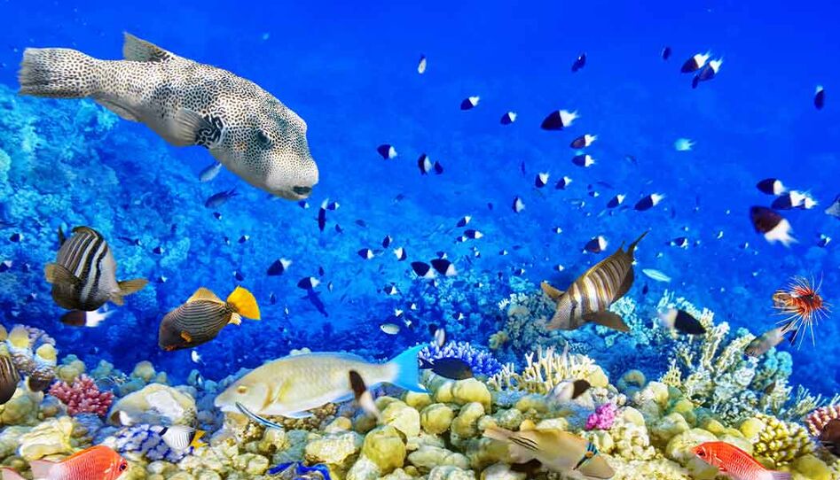 Sharm El Sheikh - Kızıldeniz Rotası (THY ile 4 Gece)