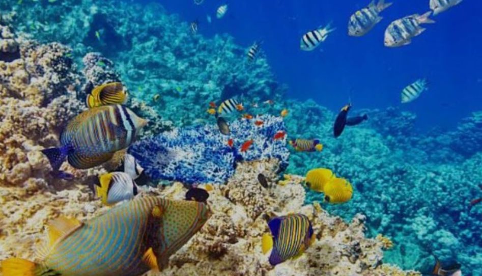 Promosyon Sharm El Sheikh Turu Ajet ile 3 Gece Otelden Erken Çıkışlı