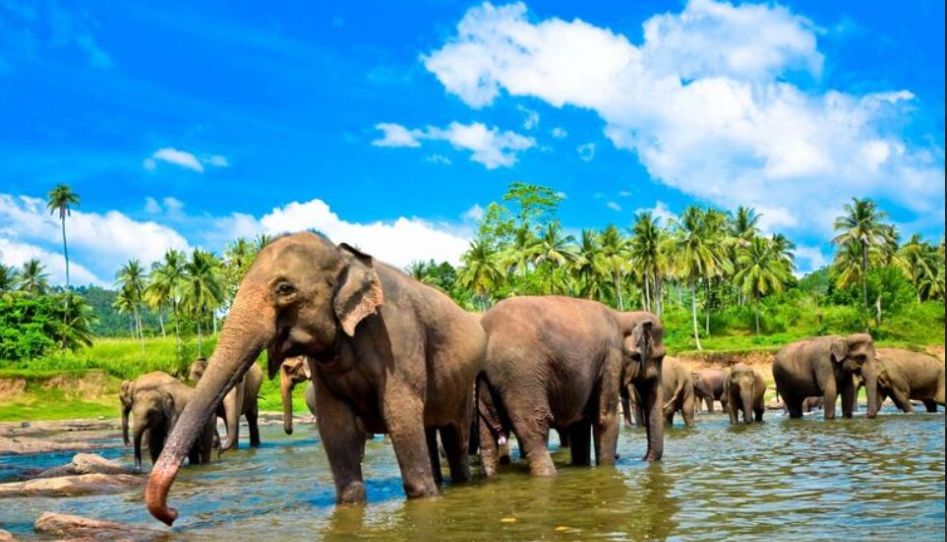 Sri Lanka Turu THY ile 2027