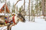 Kuzey Işıkları Lapland Pegasus Hava Yolları Özel Seferi ile 3 Gece RVN - RVN