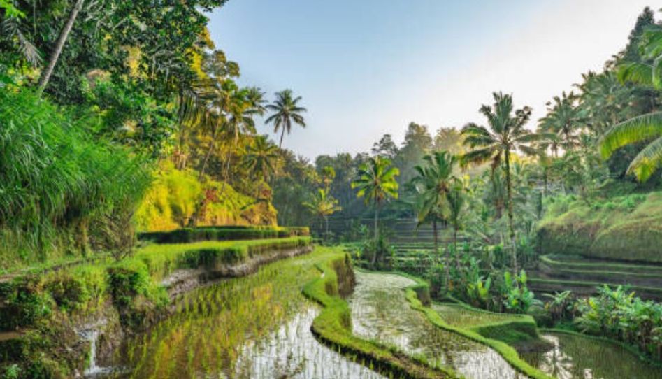 Rüya Ada Bali - Ubud Turu 6 Gece Qatar HY İle Sömestir Özel