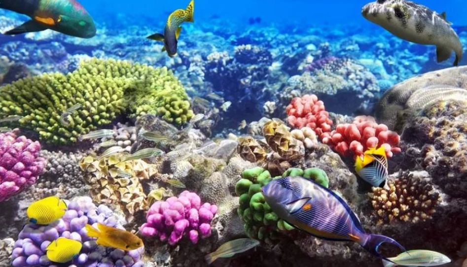 Samsun Çıkışlı Kahire-Sharm El Sheikh Turu Kasım Ara Tatili Özel Ajet Havayolları ile 4 Gece 5 Gün